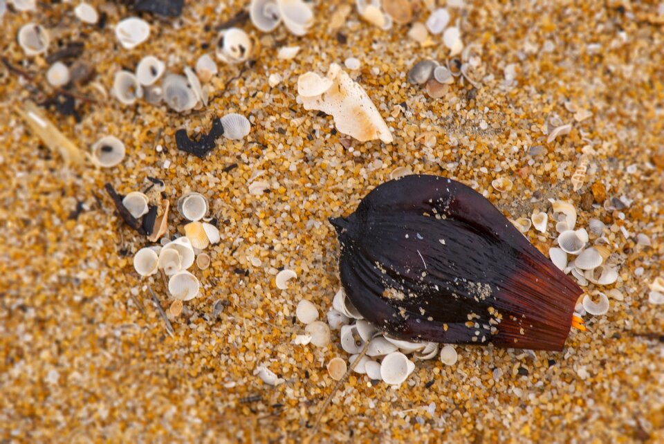 Seed travel seaside