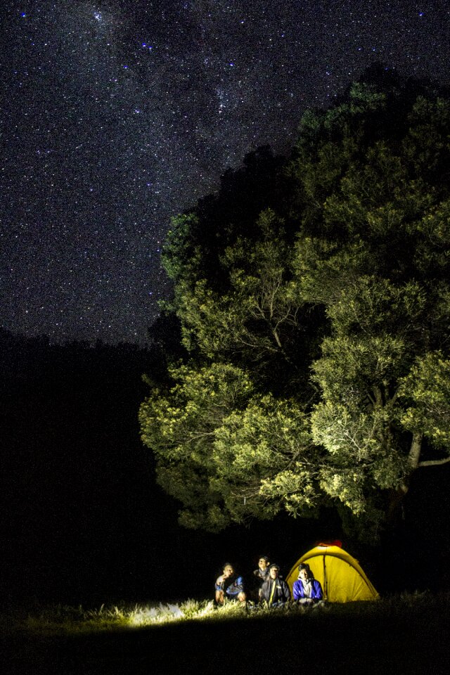 Mountain tree savanna