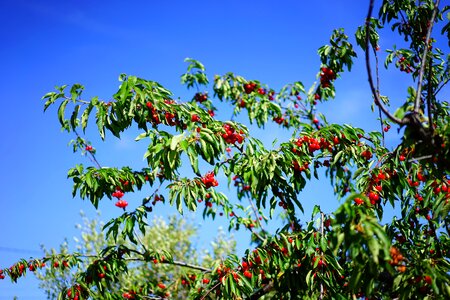 Red fruits ripe