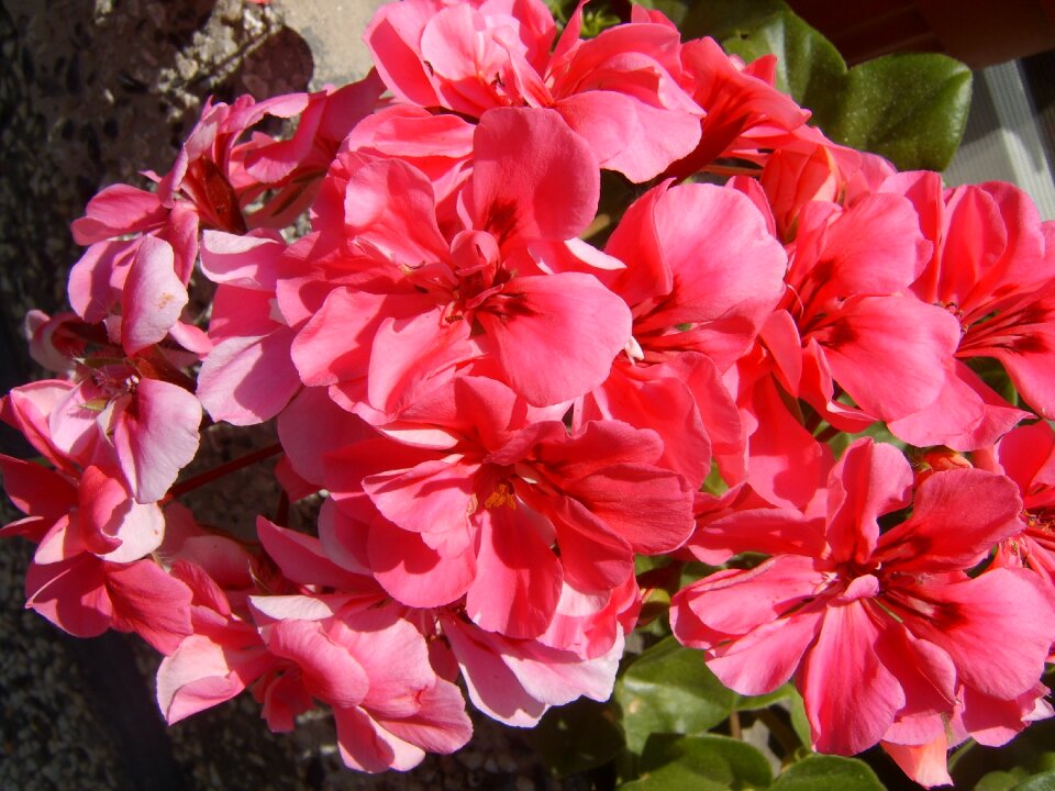 Pink flower portulaca grandiflora blossomed flower