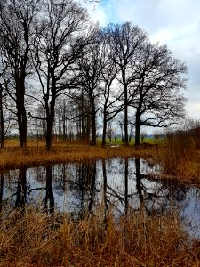 Rumelaar