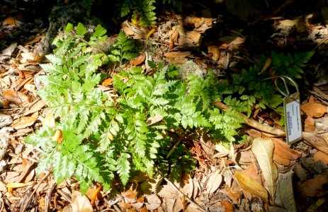Rumohra adiantiformis - Marie Selby Botanical Gardens - Sarasota, Florida - DSC01898