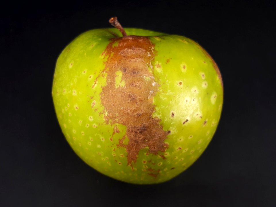 Russet Golden Delicious apple 2017 B2
