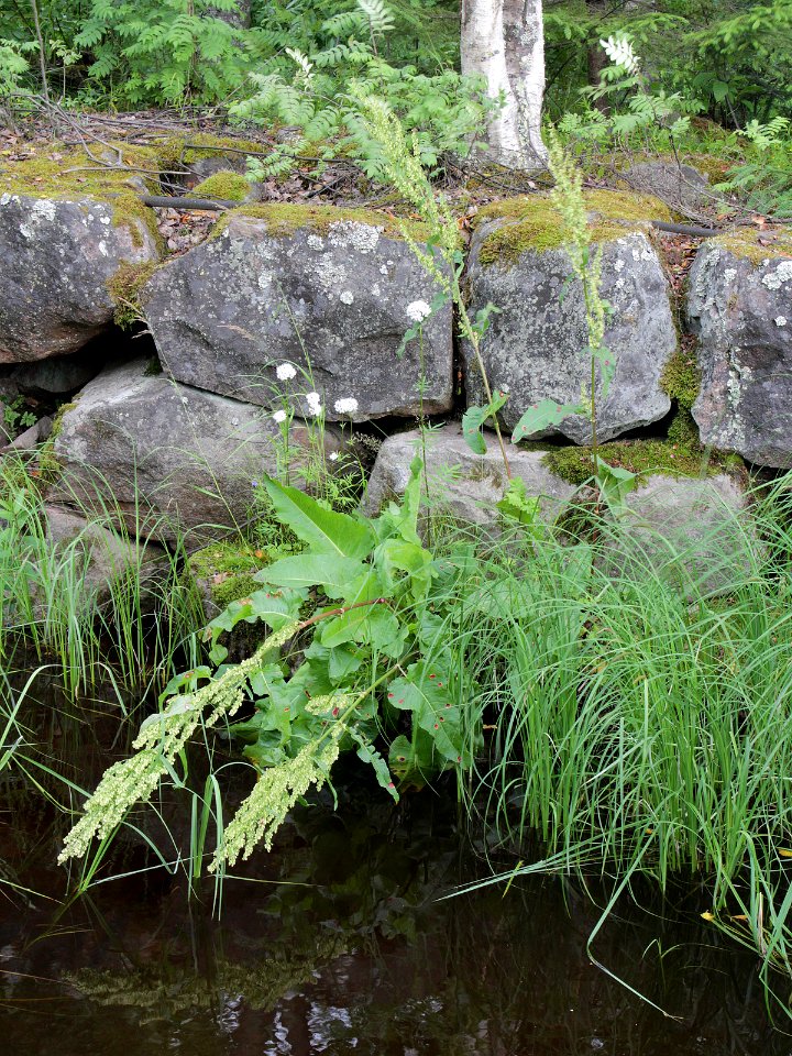 Rumex aquaticus Oulu, Finland 04.07.2013