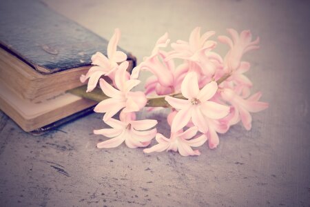 Pink fragrant flower schnittblume photo