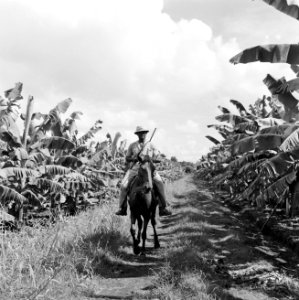 Ruiter met geweer op een bananenplantage in Guadeloupe, Bestanddeelnr 252-4179