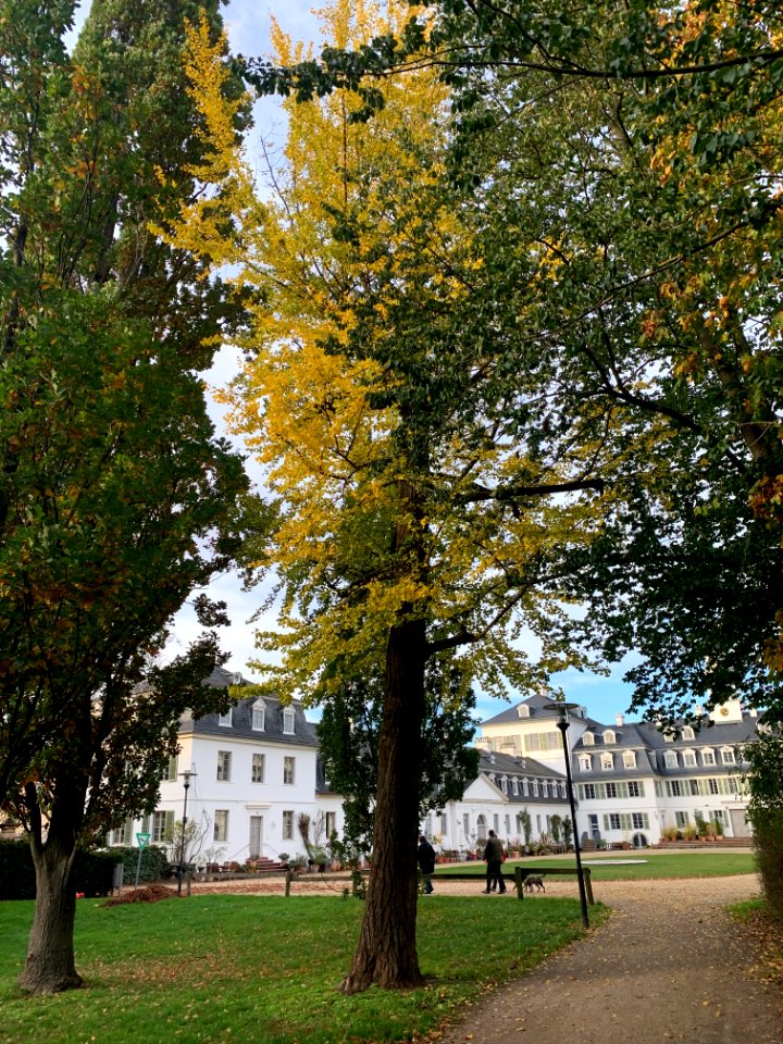 Rumpenheim, Schlossgarten, Ginko 2