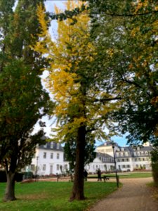 Rumpenheim, Schlossgarten, Ginko 2