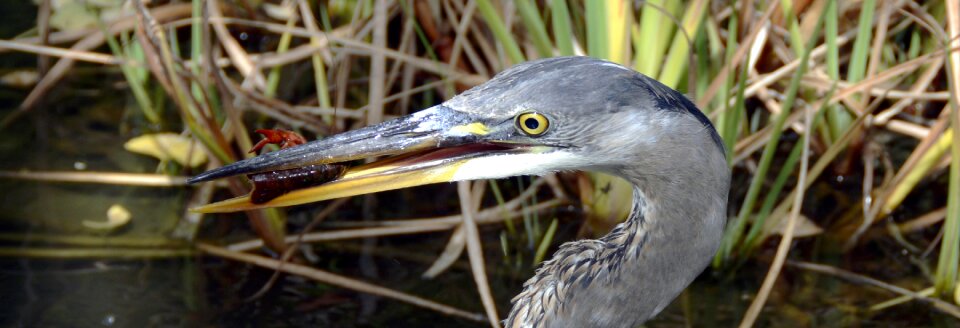 Animal bird hunter photo