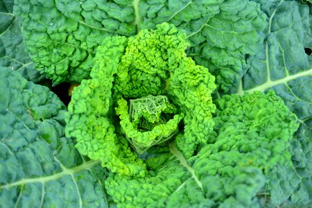 Vegetables green food