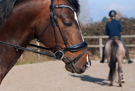 Head profile horseback riding