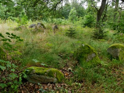 Runddysser Klemstrup Skov Nord H5