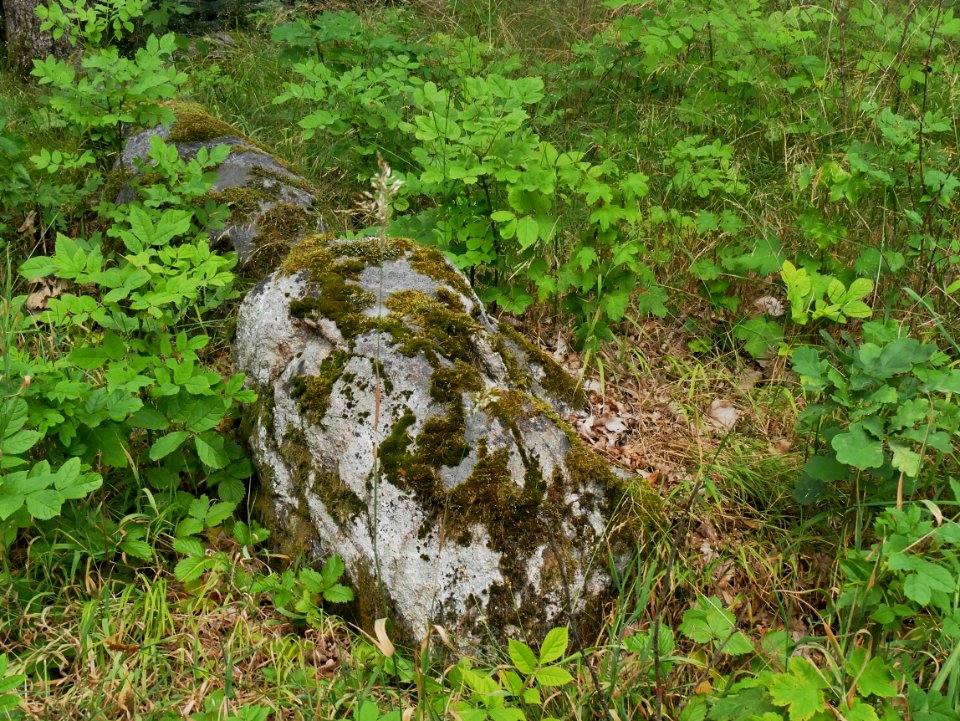 Runddysser Klemstrup Skov Nord H3