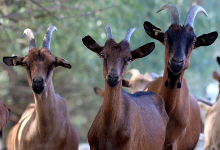 Black pet horns photo