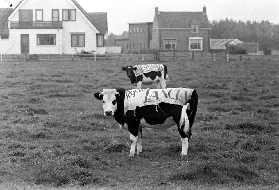 Runderen, koeien, weilanden, reclame, Bestanddeelnr 919-7026