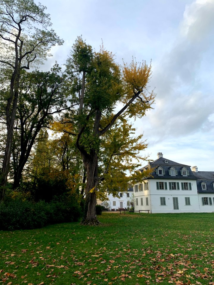 Rumpenheim, Schlossgarten, Ginko 1