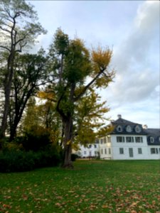 Rumpenheim, Schlossgarten, Ginko 1