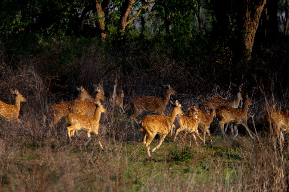 Running Spotted deers
