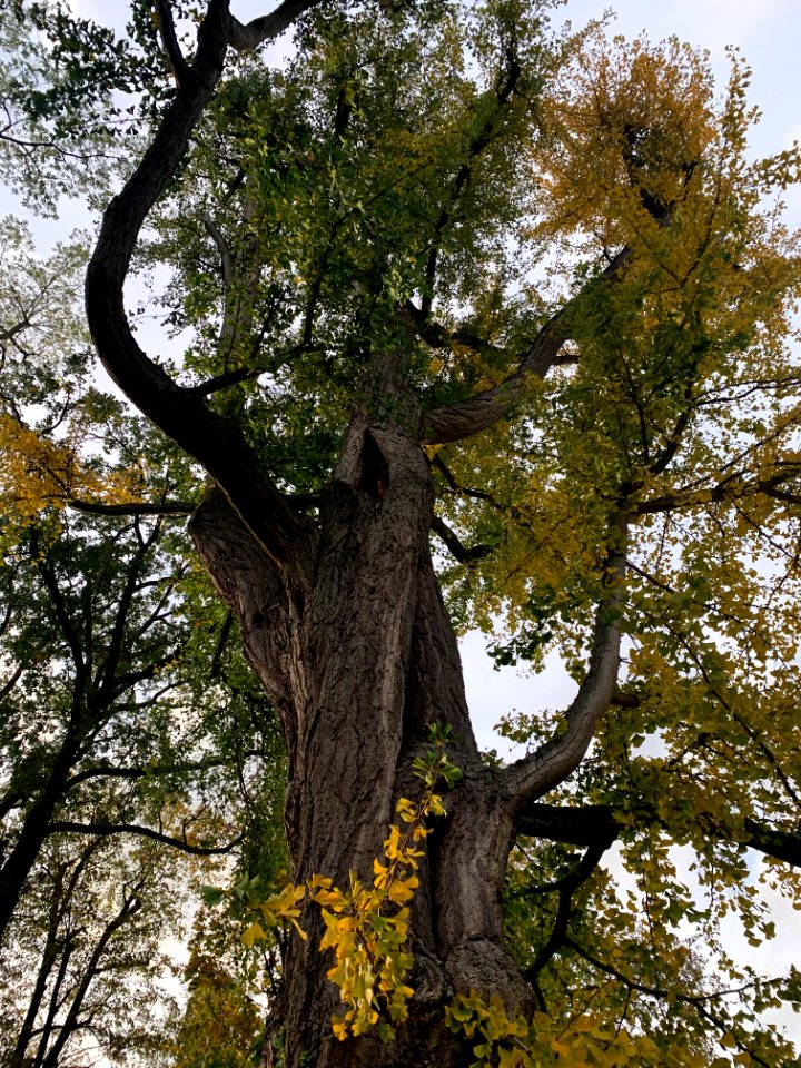 Rumpenheim, Schlossgarten, Ginko 1 (1)