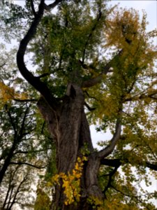 Rumpenheim, Schlossgarten, Ginko 1 (1)