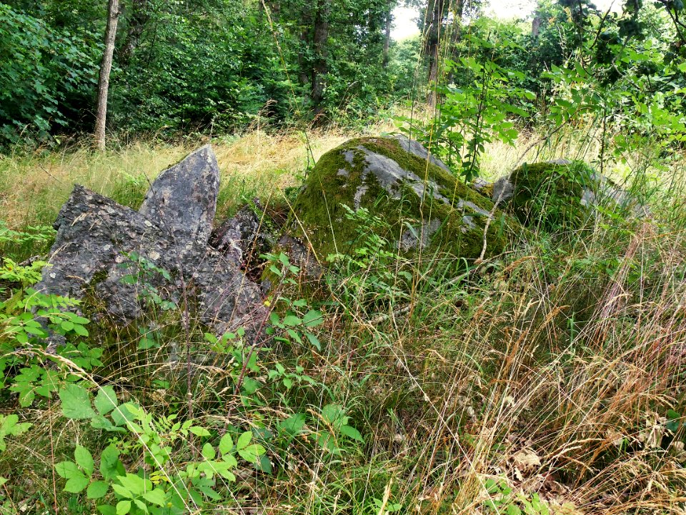 Runddysser Klemstrup Skov Nord H4