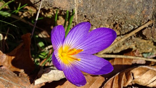 Spring upstream spear