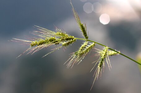 Bokeh drops water