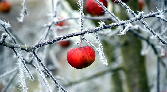 Winter nature frozen