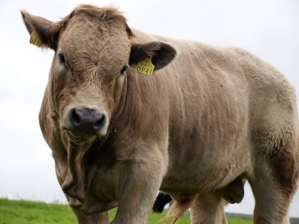 Beef ireland close up