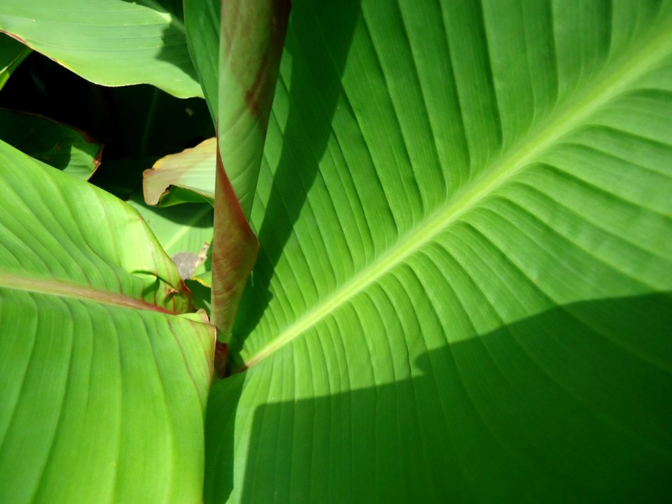 Rutgers Gardens photos of plants and foliage 6 inside view of giant leaves