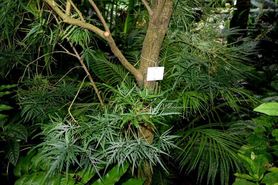 Ruizia cordata - Botanischer Garten - Heidelberg, Germany - DSC00962