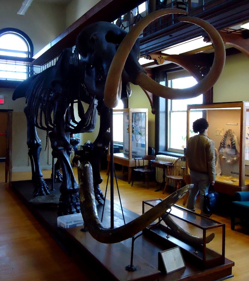 Rutgers University Geology museum mastodon exhibit side view