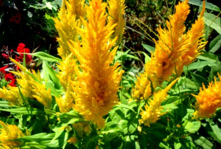 Rutgers Gardens photos of plants and foliage yellow flowering plants photo