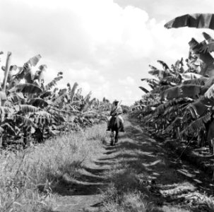 Ruiter met geweer op een bananenplantage in Guadeloupe, Bestanddeelnr 252-4178