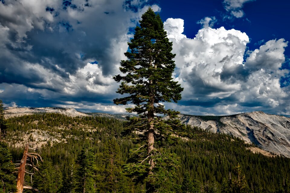 Sky clouds lone tree