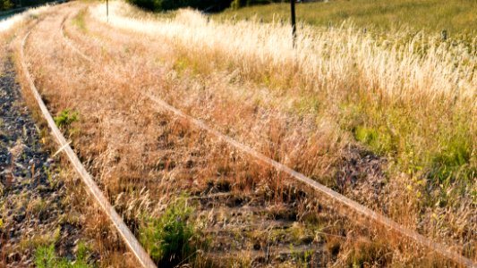 Rusty tracks turned to gold by evening sun 4