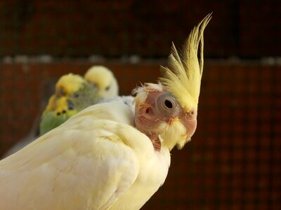Corrugated parakeets birds animals