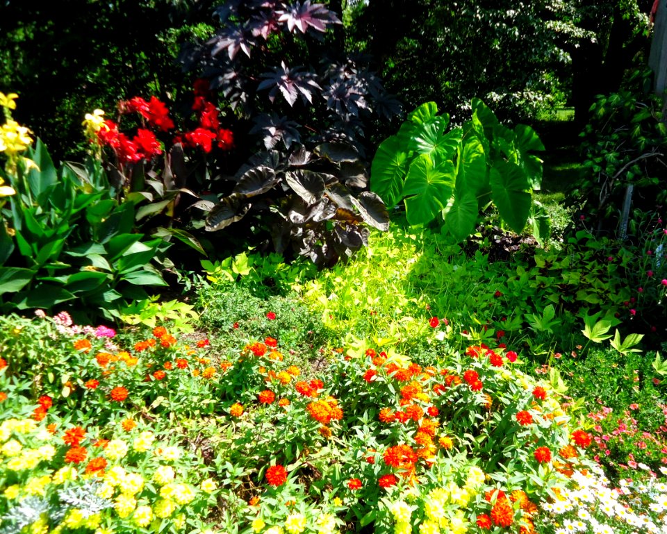 Rutgers Gardens in New Brunswick New Jersey flowers and bushes Image Number 28
