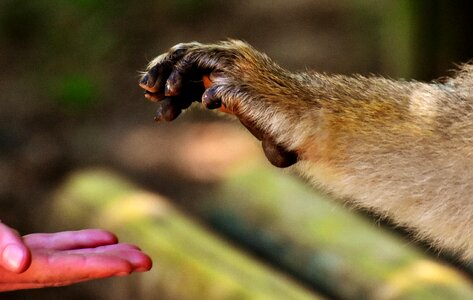 Monkey mountain salem animal wild animal photo