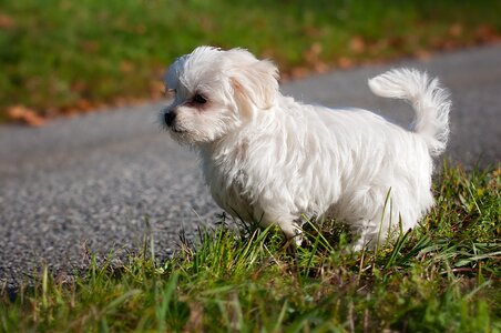 Young dog puppy white