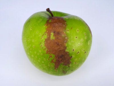 Russet Golden Delicious apple 2017 B1