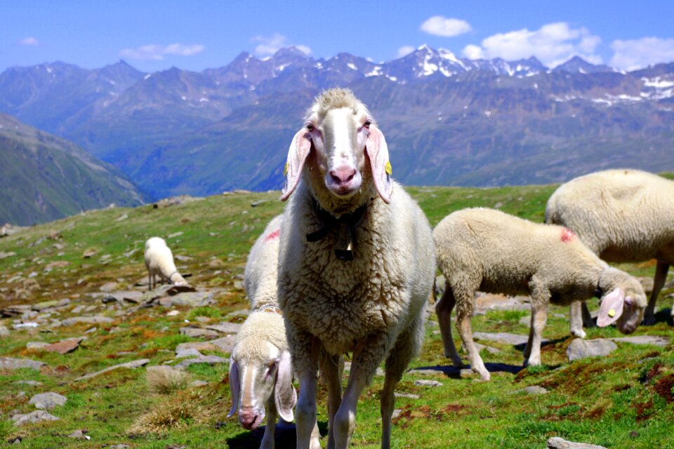 Mountain sheep mountain summit ötztal