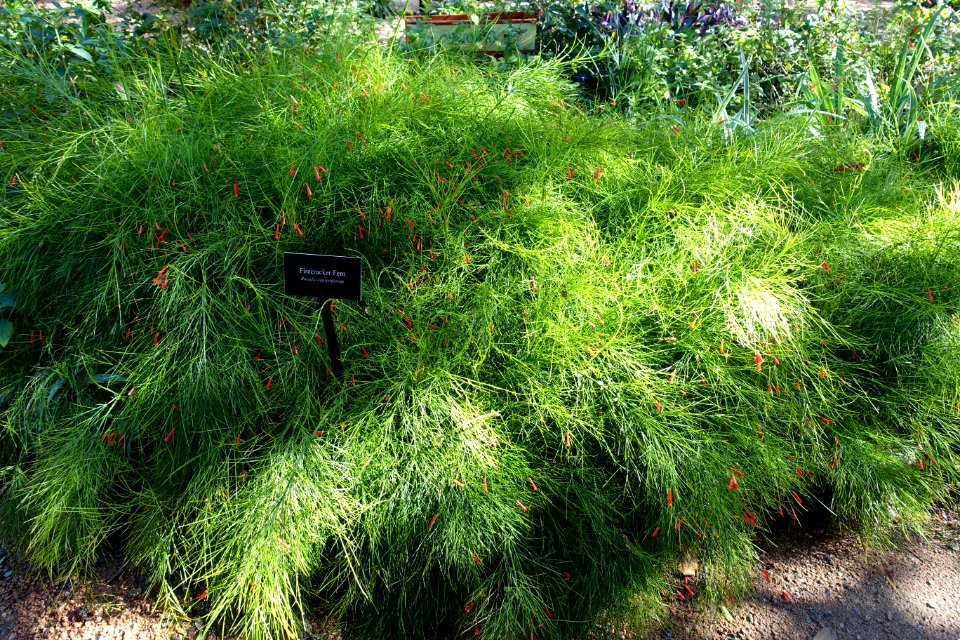 Russelia equisetiformis - Zilker Botanical Garden - Austin, Texas - DSC08753