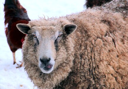 Nature wool livestock