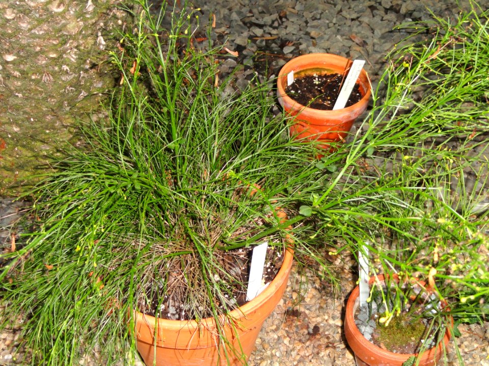 Russelia equisetiformis - Talcott Greenhouse - Mount Holyoke College - DSC04536