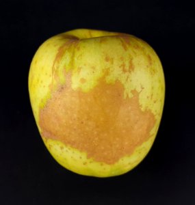 Russet Golden Delicious apple 2017 A1