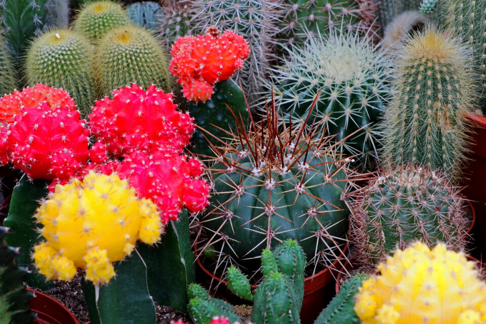 Prickly close up thorns photo