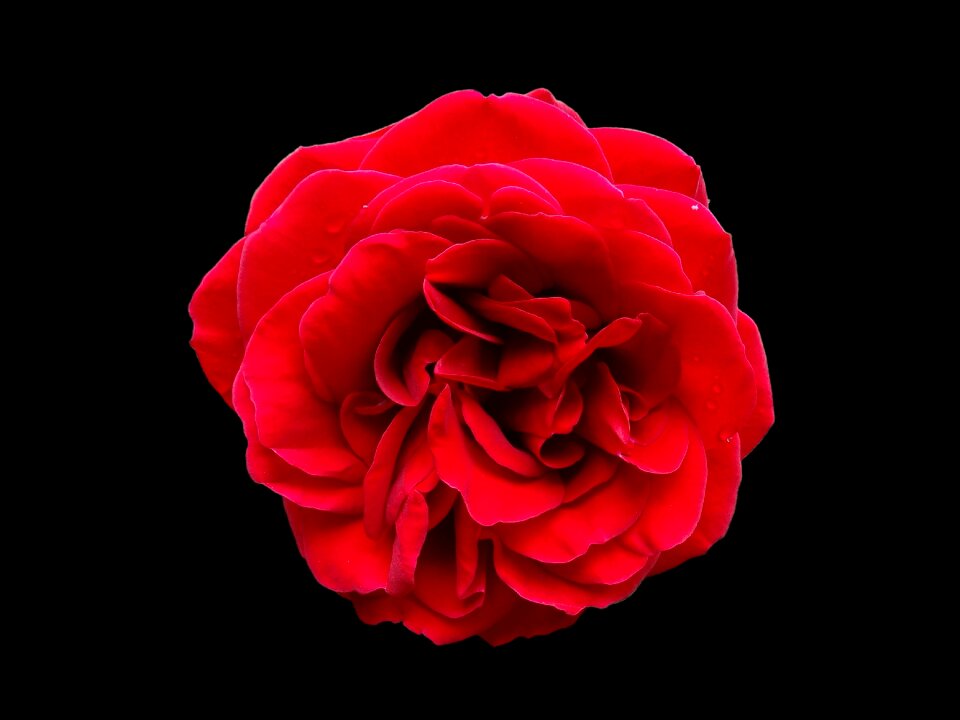 Red flower black background