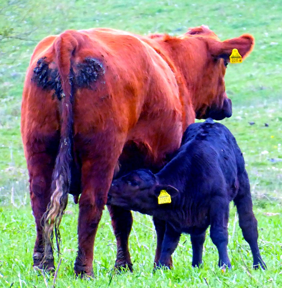 Säugetiere (säugende Rinderkuh)