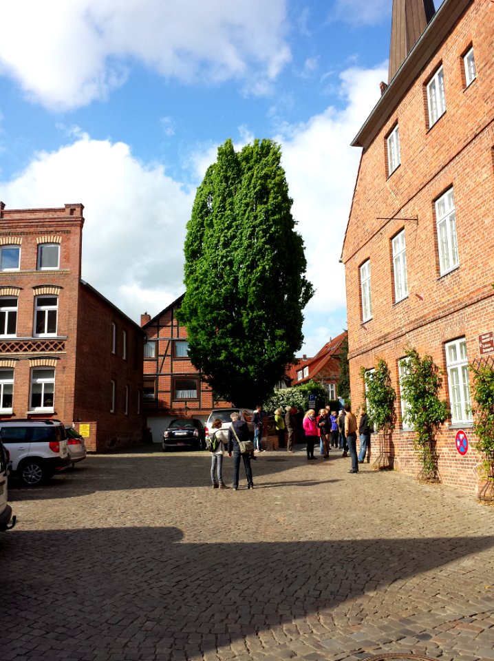 Säuleneiche in Lauenburg